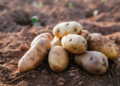 Pakistan plans export drive to address potato surplus, support farmers