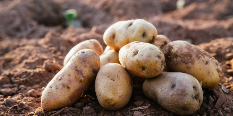 Pakistan plans export drive to address potato surplus, support farmers