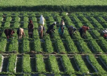 Saudi Arabia Explores Corporate Farming Investment in Pakistan