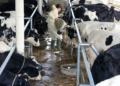 Govt Considers Cutting Dairy GST to 10% to Support Sector