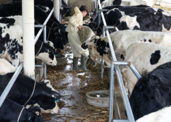 Govt Considers Cutting Dairy GST to 10% to Support Sector