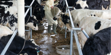 Govt Considers Cutting Dairy GST to 10% to Support Sector