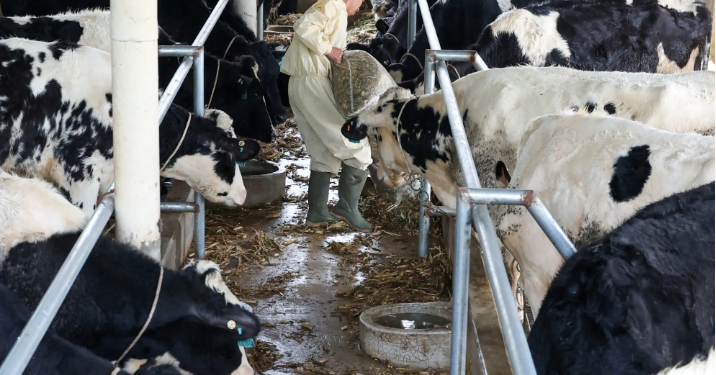 Govt Considers Cutting Dairy GST to 10% to Support Sector