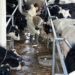 Govt Considers Cutting Dairy GST to 10% to Support Sector